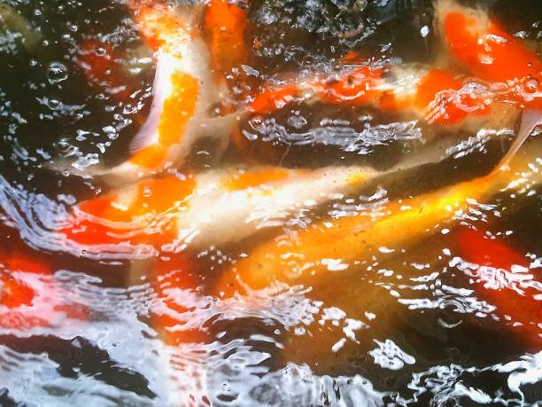 istock Koi​ fishes in​ the​ small pond. 1152234148