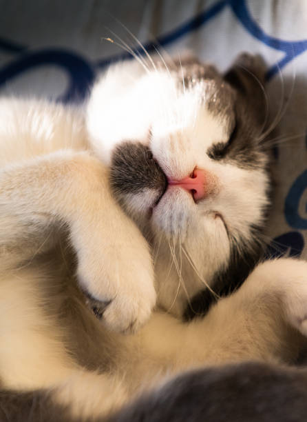 istock Cute little kitten sleeping on the pillow 1152235464