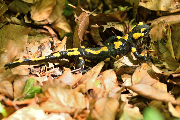 istock salamandra lizard crawls through the leaves in the forest 1152235709