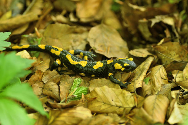 istock salamandra lizard crawls through the leaves in the forest 1152235766