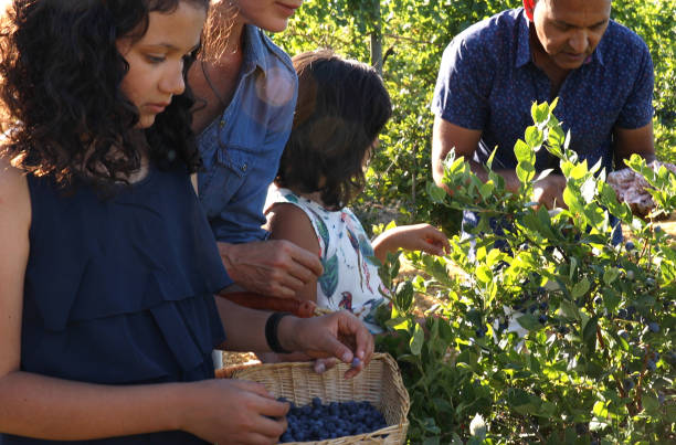 istock Family picking blueberries from garden 1152235800