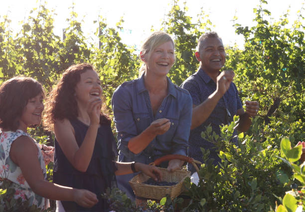 istock Family picking blueberries from garden 1152235823
