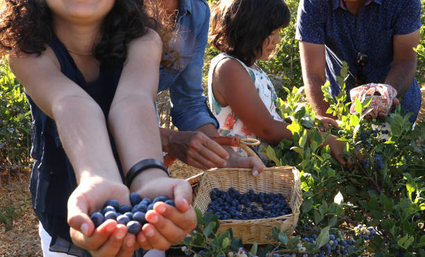 istock Family picking blueberries from garden 1152235832