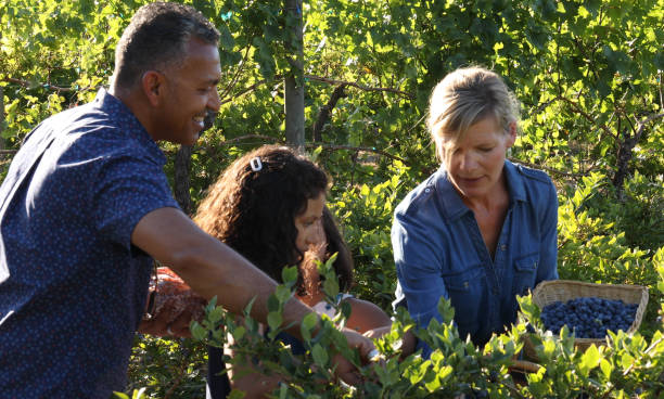 istock Family picks blueberries from garden 1152236045