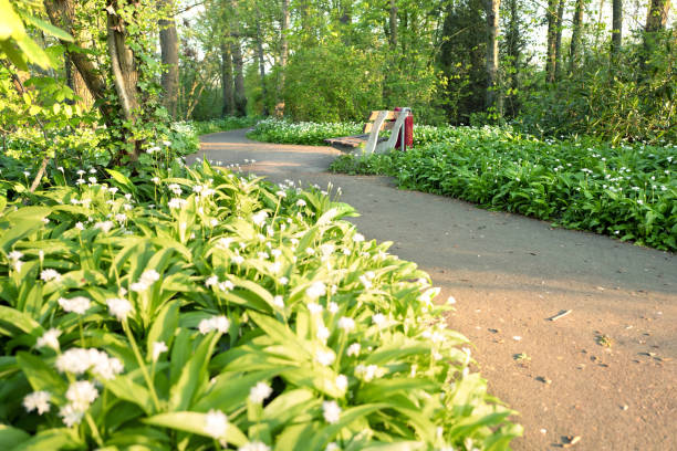 ramson fioriti o piante di aglio selvatico. - leidschendam foto e immagini stock