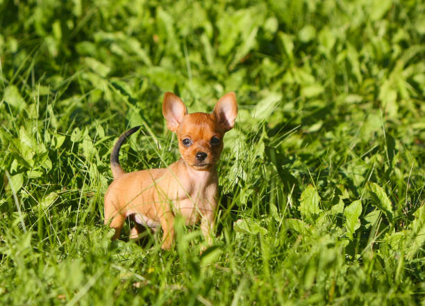 un delizioso cucciolo dai capelli rossi con orecchie rialzate si trova sullo sfondo di erba verde. - meadow single lane road nature field foto e immagini stock