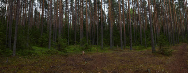istock Rainy day in the taiga forest 1152236792
