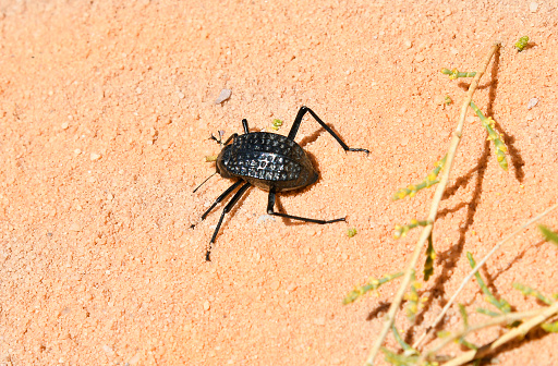 Jordan, Wadi Rum, darkling beetle