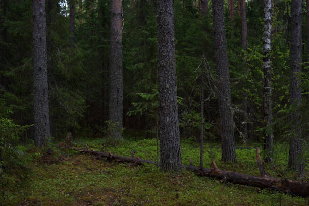 istock Rainy day in the taiga forest 1152236894