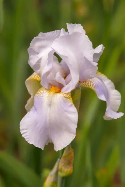 Iris albicans, also known as the cemetery iris, white cemetery iris, or the white flag iris