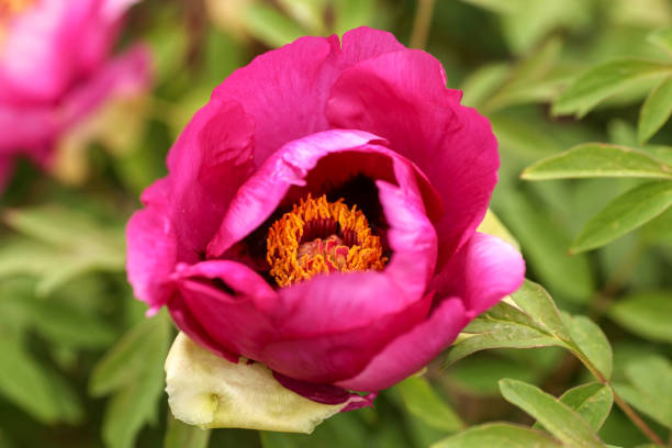 istock Beautiful wild pink peony 1152237116