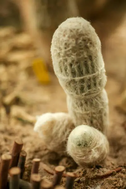 Photo of White cactus which look like penis