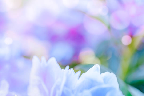 Rhododendron flower in public park, stamens and pistil holding a powwow