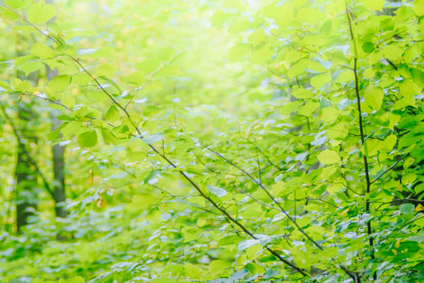 istock Abstract defocused forest background with trees and leaves 1152237404