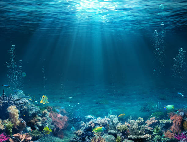 underwater scene - tropical seabed with reef and sunshine. - submarino subaquático imagens e fotografias de stock