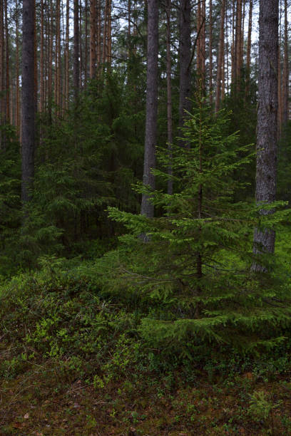 istock Rainy day in the taiga forest 1152237520