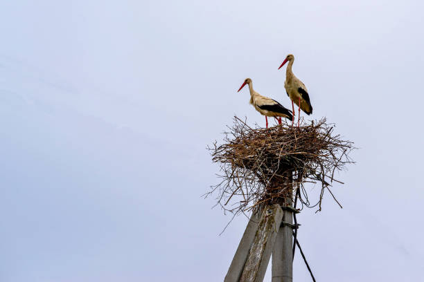 istock couple big standing a stork in one nest 1152238899
