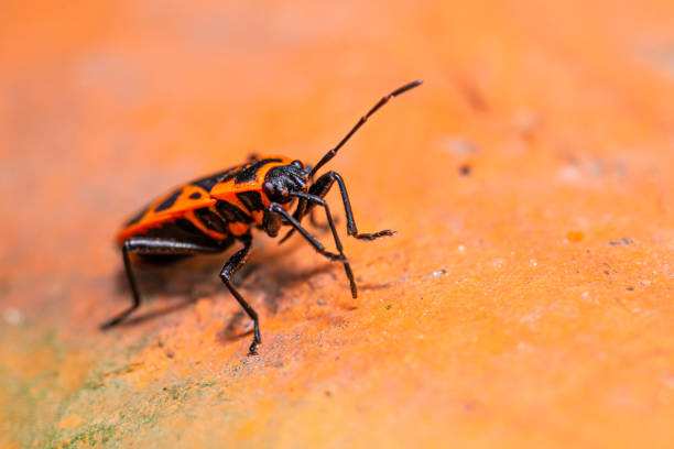 istock Horizontal photo of single red bug - Heteroptera. Beetle is perched on old red brick in the garden. Bug has nice red back with black dots and long antennae. 1152239780