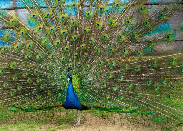 istock peacock with the fan spread by a tail closeup 1152241206