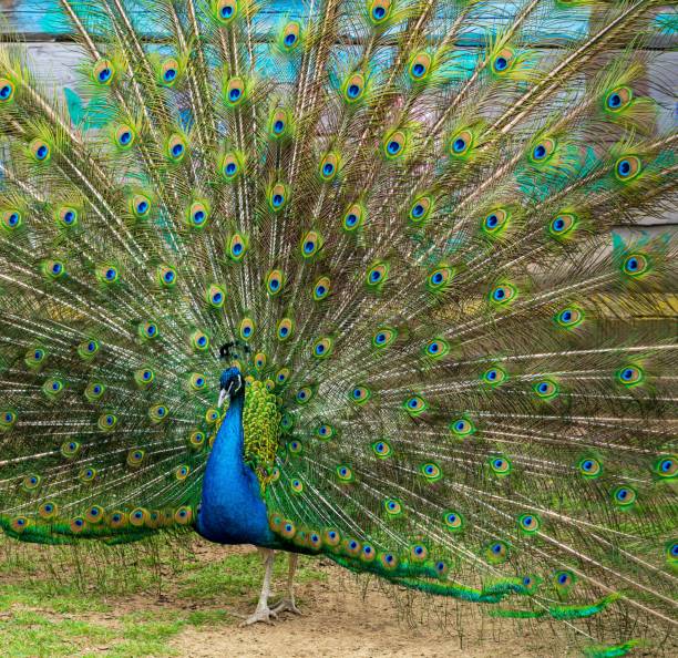 istock peacock with the fan spread by a tail closeup 1152241308