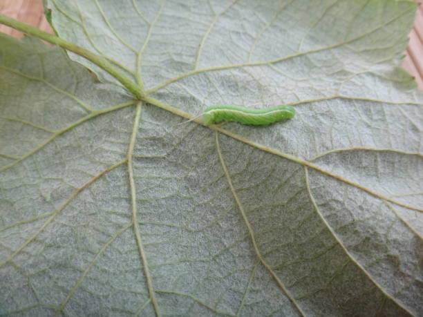 istock Caterpillar, grub, worm, maggot or wriggler 1152242800