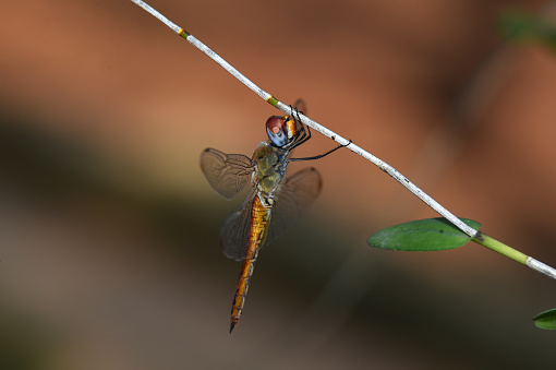 Dragonflies with transparent wide winged round eyes and a reddish yellow body perch on a branch\
