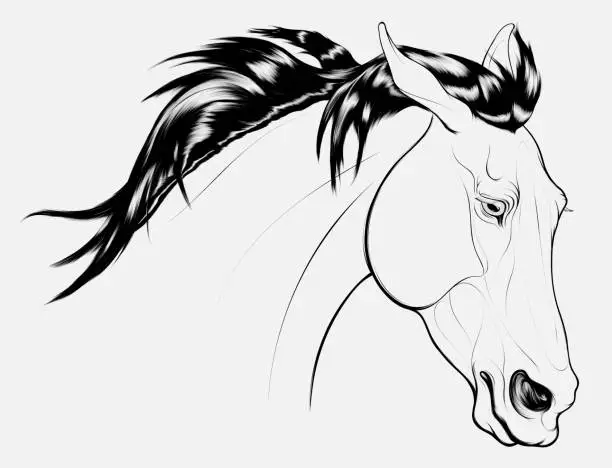 Vector illustration of Linear portrait of a stallion