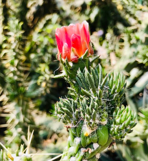цветок кактуса - single flower desert spring red стоковые фото и изображения