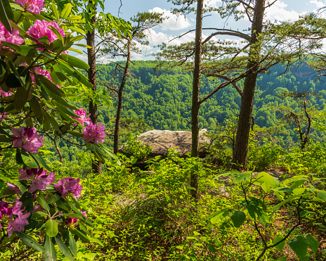 Rhododendrons bloom next to a rock overlook