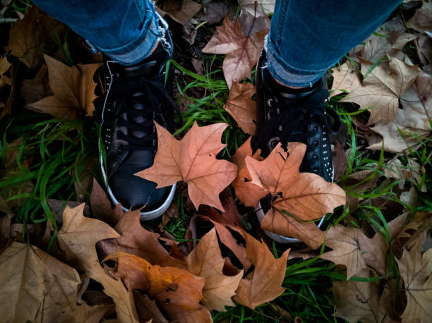 a portrait of the girl shoes behind Maple Leaves in the autumn of Canada over the grass