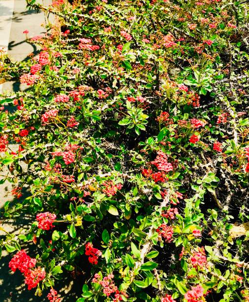 цветы кактуса - single flower desert spring red стоковые фото и изображения