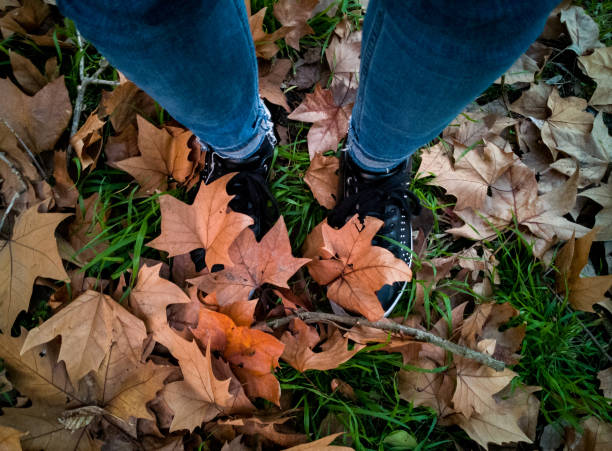 a portrait of the girl shoes behind Maple Leaves in the autumn of Canada over the grass