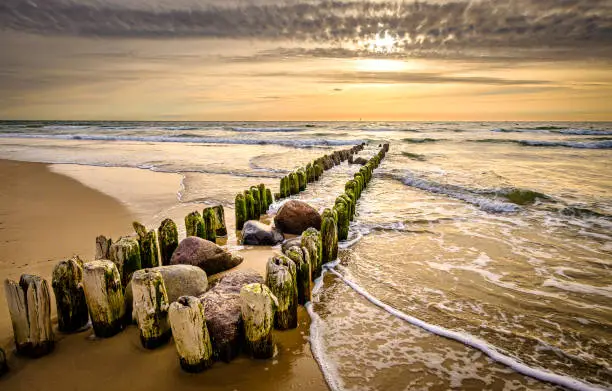 typical mole at the northsea - sylt