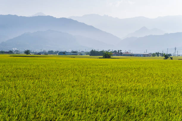 istock Rice field with Blue sky and cloud, Taiwan eastern. 1152246276