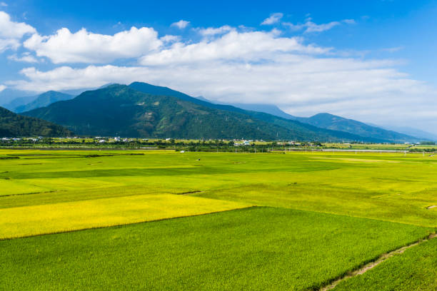 champ de riz avec le ciel bleu et le nuage, taiwan est. - photography cloud plantation plant photos et images de collection