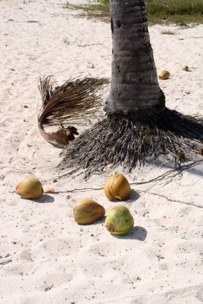 Coconuts on the beach.