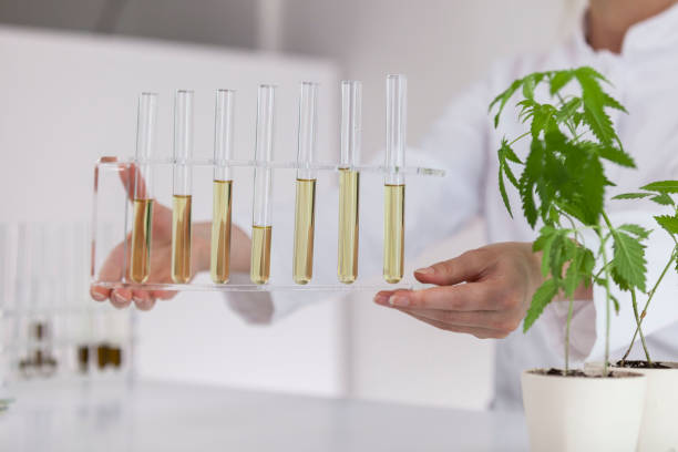 Female scientist holding a glass bowl with cbd oil extracted from a marijuana plant. Healthcare pharmacy from medical cannabis.There is a medical marijuana plant on the table. Female scientist holding a glass bowl with cbd oil extracted from a marijuana plant. Healthcare pharmacy from medical cannabis.There is a medical marijuana plant on the table. flower stigma photos stock pictures, royalty-free photos & images