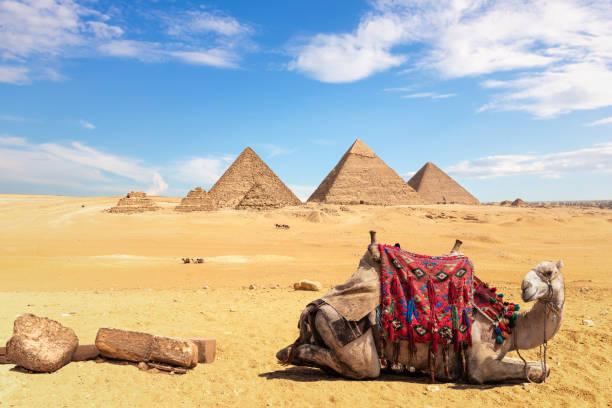 istock A camel in front of the Egyptian Pyramids, Giza, Egypt 1152248903