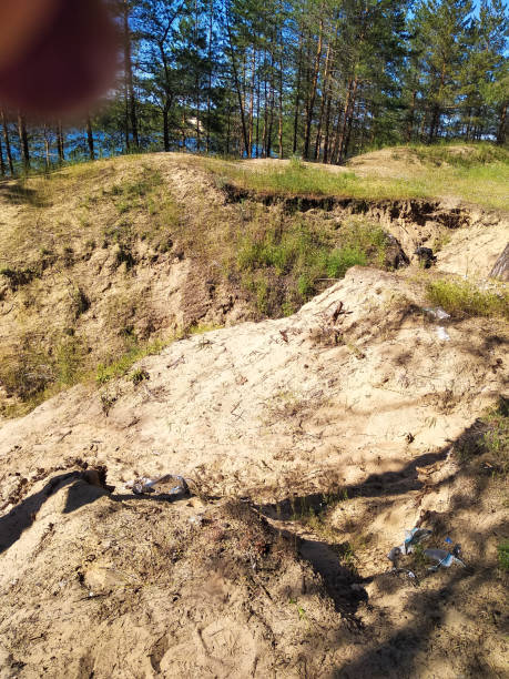 istock Tall pine trees. Forest of pine trees. Sand, paths, cliff. 1152251145