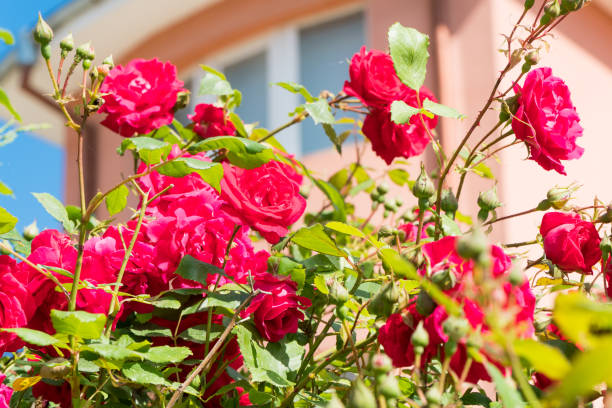 istock Beautiful roses in garden. 1152251313