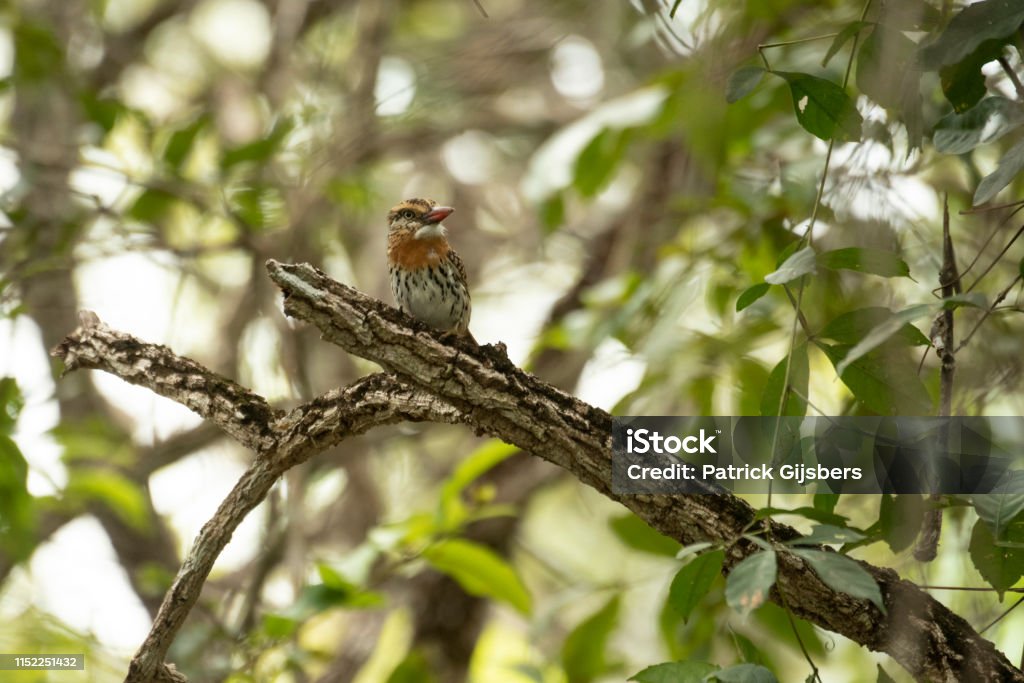 Chaco Puffbird The chaco puffbird (Nystalus striatipectus) also known as the streak-bellied puffbird. Formerly it was called spot-backed puffbird. Photo taken close to Jardim in Brazil. Animal Stock Photo