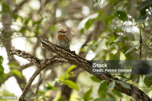 Chaco Puffbird Stock Photo - Download Image Now - Animal, Animal Themes, Animal Wildlife