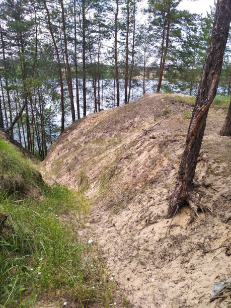 Tall pine trees. Forest of pine trees. Sand, paths, cliff.