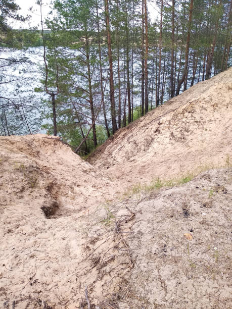 istock Tall pine trees. Forest of pine trees. Sand, paths, cliff. 1152251510