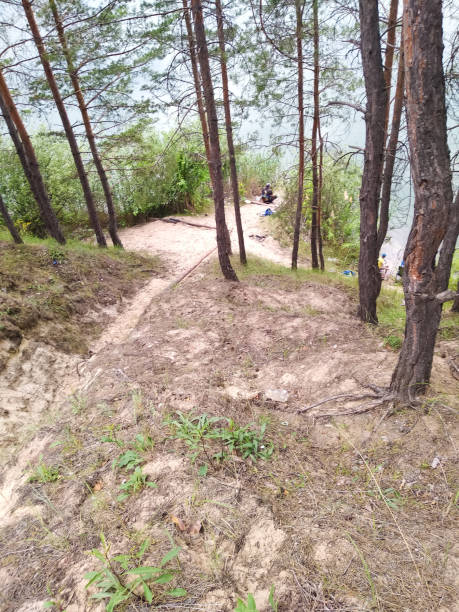 istock Tall pine trees. Forest of pine trees. Sand, paths, cliff. 1152252663
