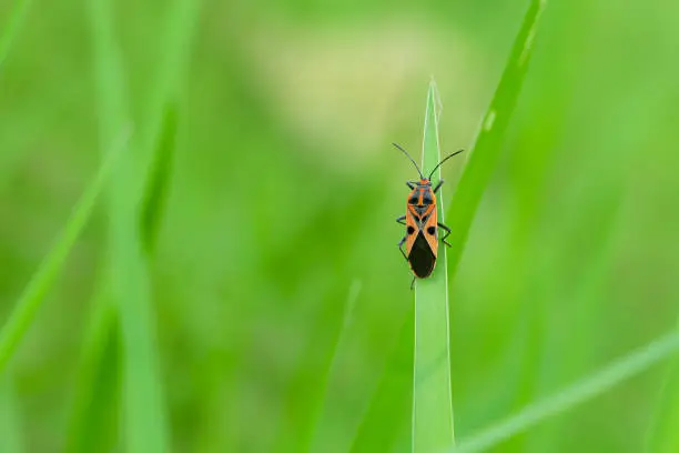 Photo of Colorfull bug at green grass