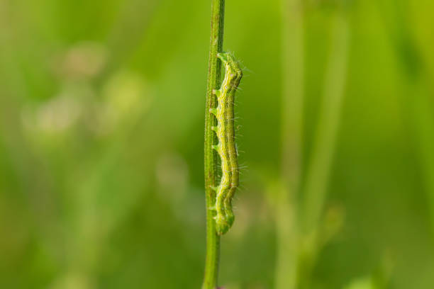 green caterpillar on green stem - inchworm imagens e fotografias de stock