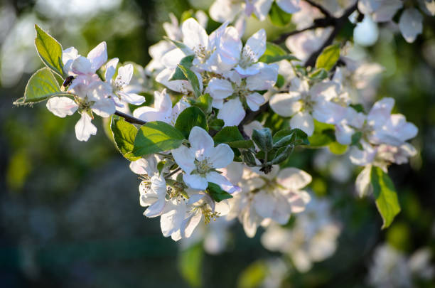 istock Blossoming apple tree in a garden, Latvia 1152253715
