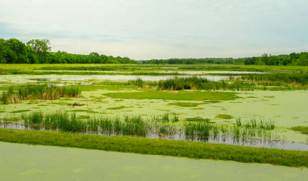 istock Missouri wetlands 1152253738