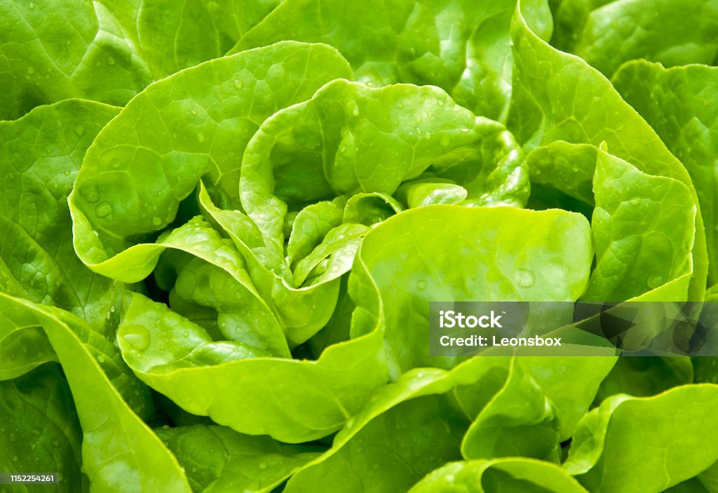 Close-up of homegrown organic green Lettuce Lettuce Stock Photo